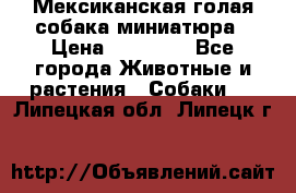 Мексиканская голая собака миниатюра › Цена ­ 53 000 - Все города Животные и растения » Собаки   . Липецкая обл.,Липецк г.